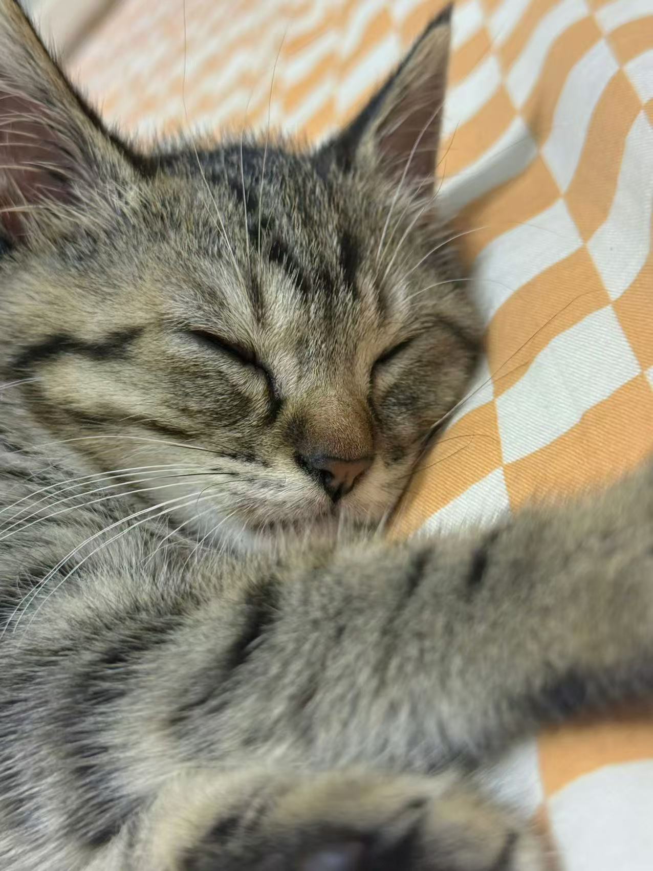 张奕然的猫叫咖啡 看着猫猫乖乖趴在旁边，心都要化成水了～果然可爱的生物都是相互吸