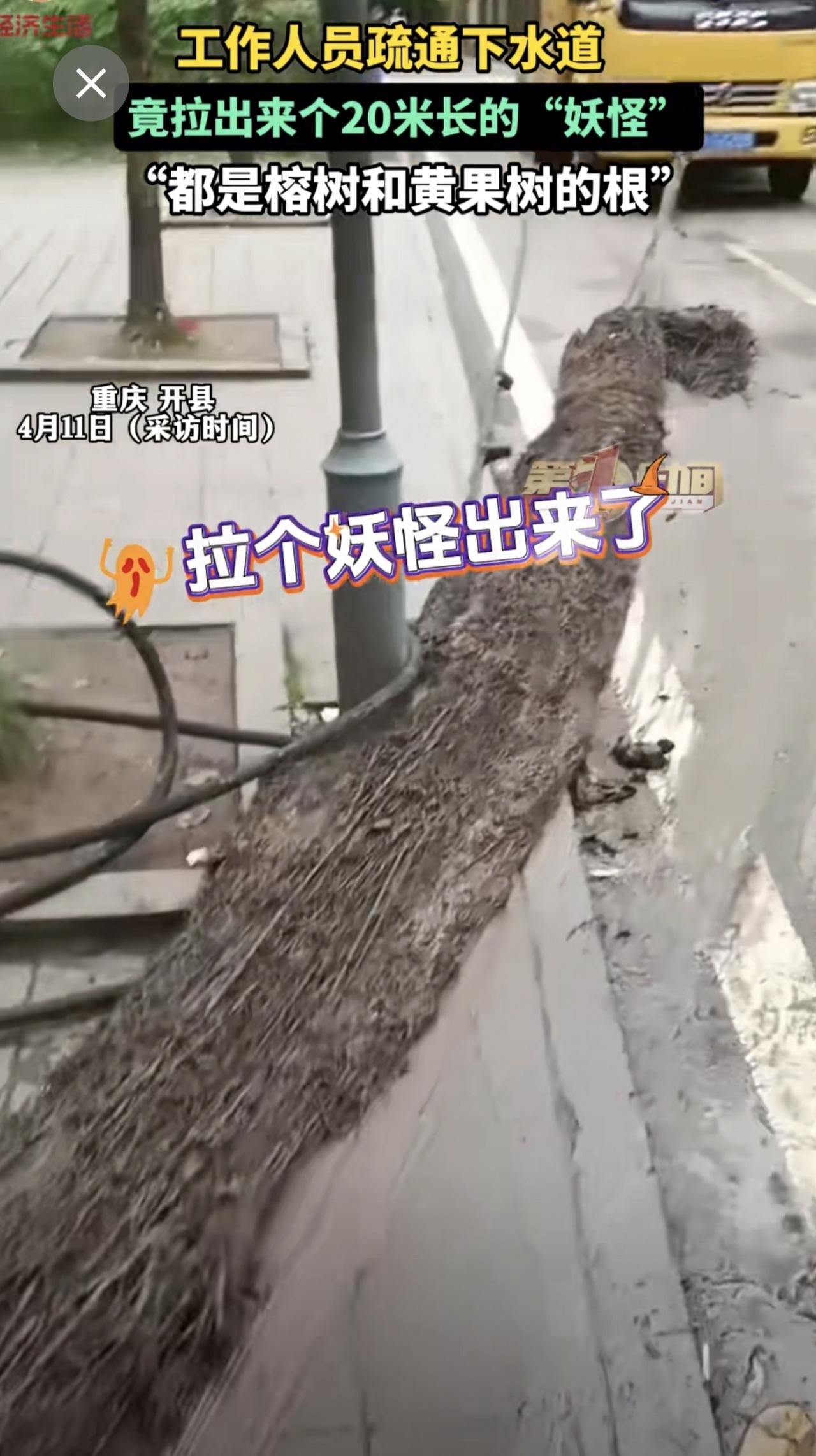 工作人员疏通下水道 ，竟拉出来个20米长的 “妖怪”“都是榕树和黄果树的根”疏通