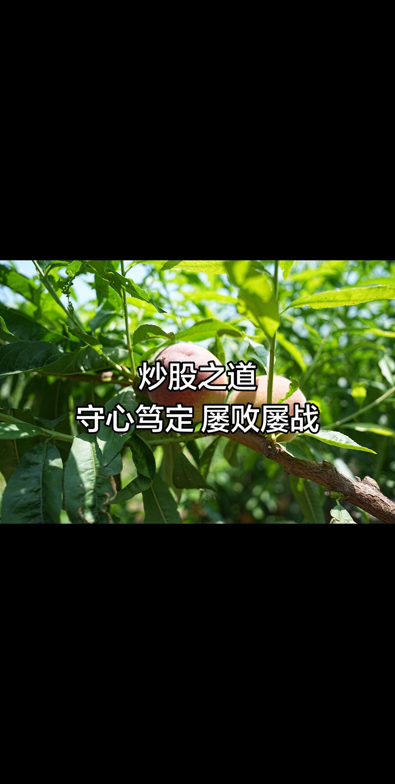 股市从来不是靠运气博弈的赌场，而是一场修心、守律、循道的长期修行。绝大多数人的交