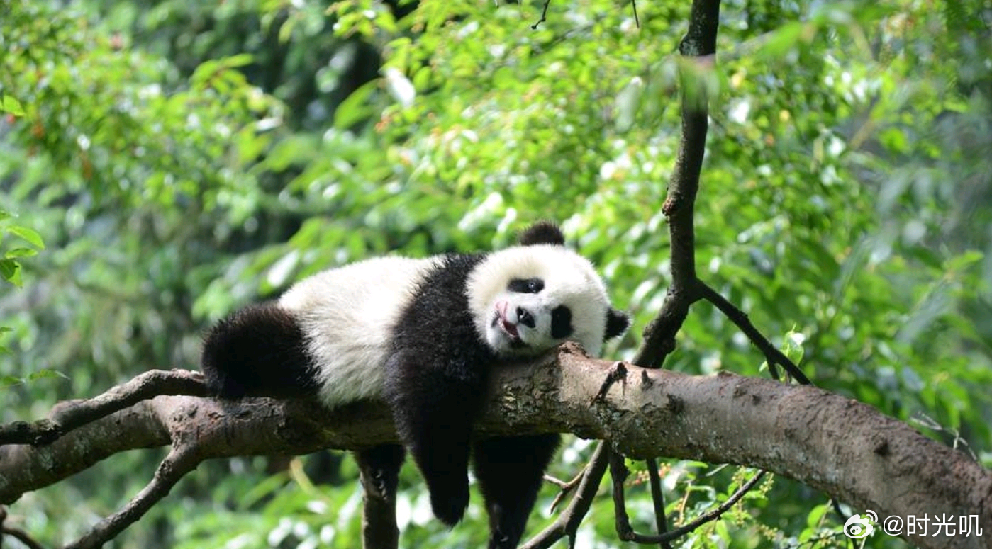 恰逢国际生物多样性日，细数这些年国内生态保护交出亮眼成绩单。野生大熊猫数量从11