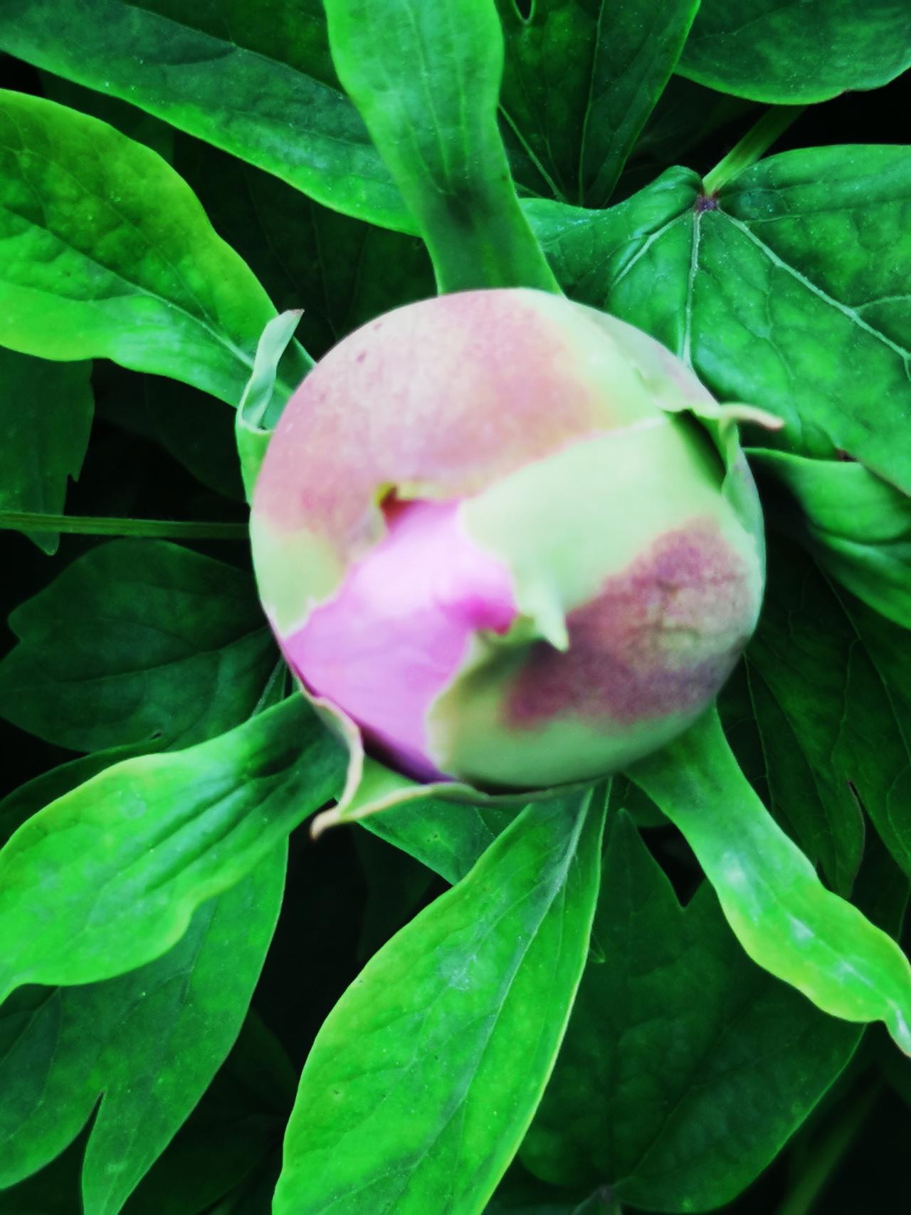 汉中天汉文化公园含苞欲放的牡丹花