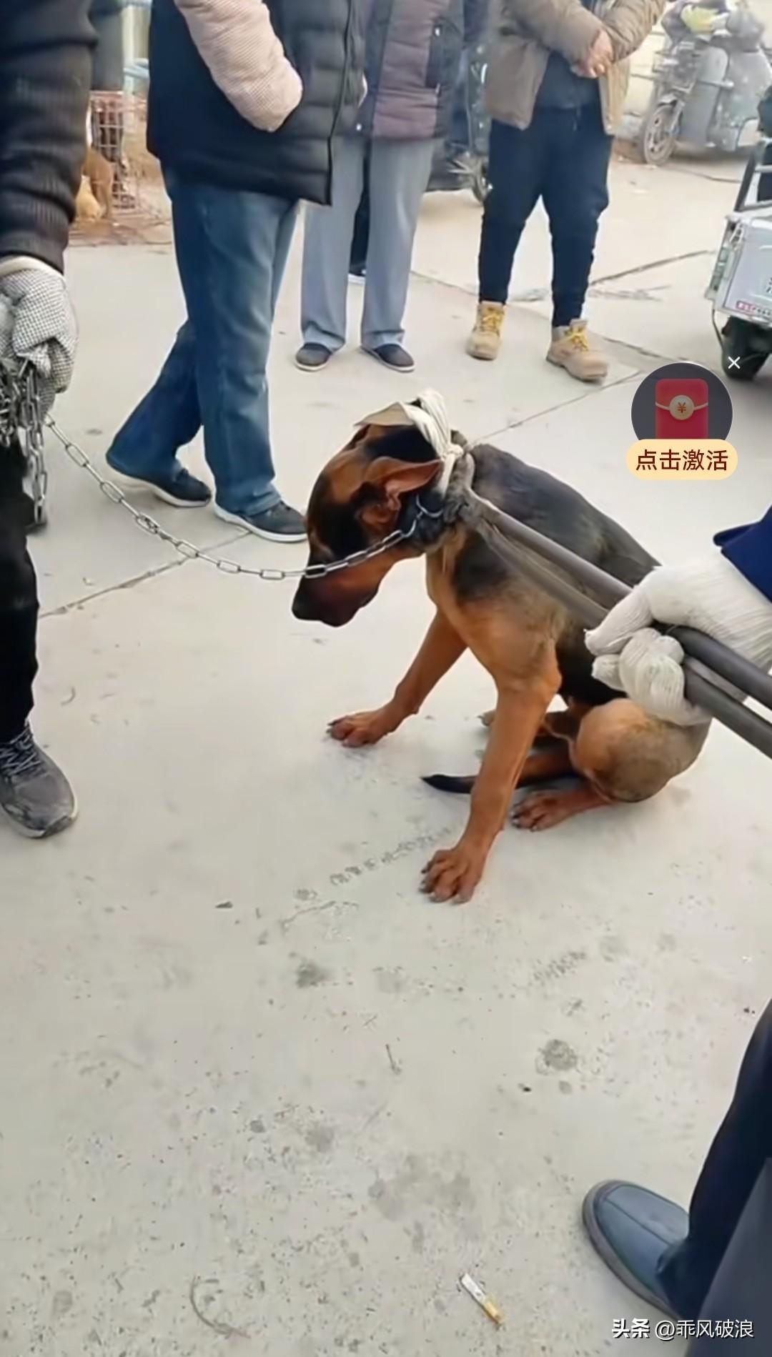 陪伴主人长达十三年的马犬，今日主人却突然将它牵至狗市。主人简单与狗贩交流几句，便