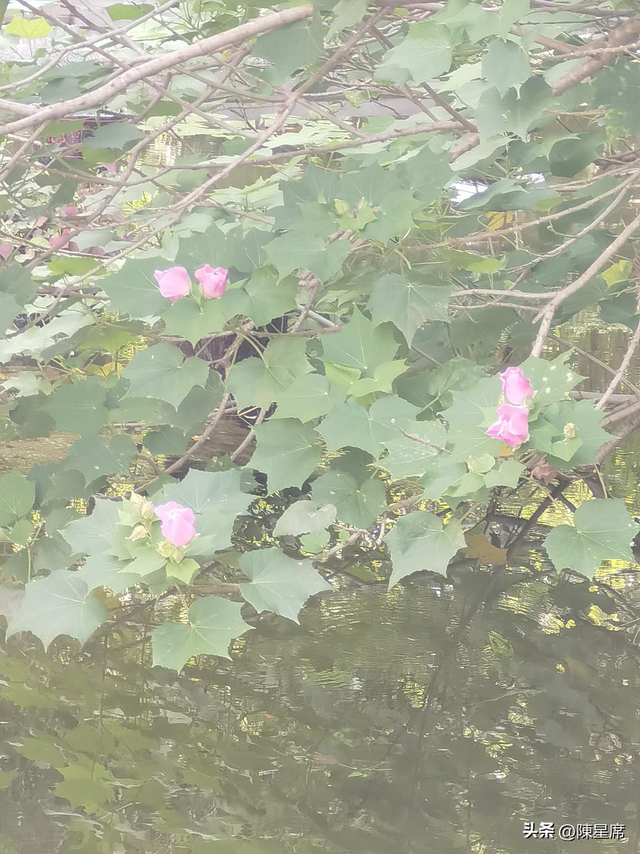 潭水澄碧，映两岸浓荫，林木交柯，漏下万点碎光，一谷清响消尽盛夏暑热。