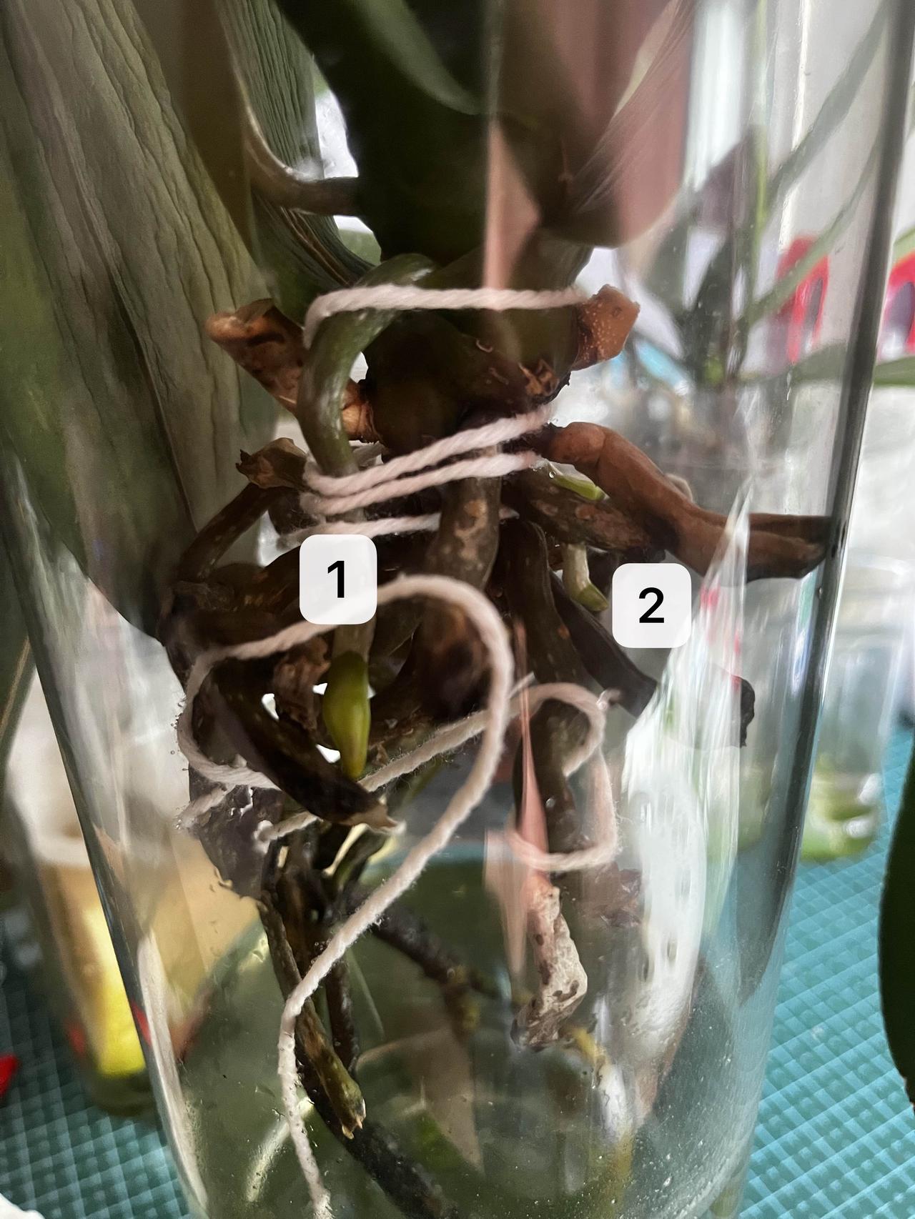 蝴蝶兰拯救案例
这盆蝴蝶兰也是花市垃圾堆里的花后苗，根系一般，叶片状态一般。放在