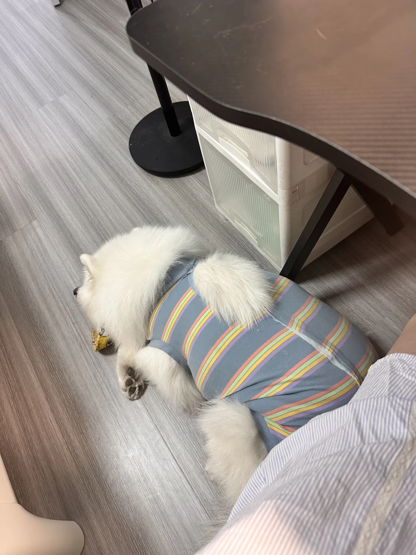 我的书搭子小狗，只能陪睡的那种