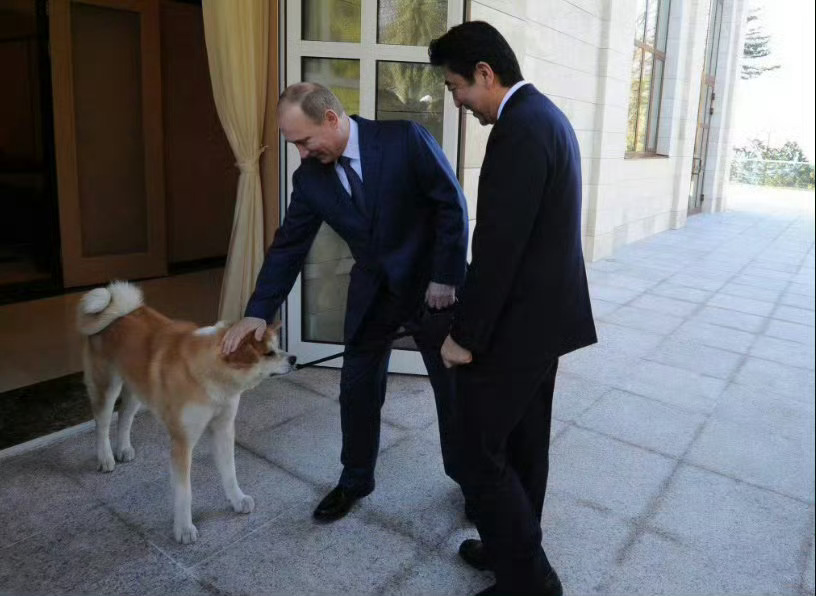 日本送给普京的秋田犬去世标注下，图中右一是安倍晋三，左一是秋田犬“梦”，二位先后
