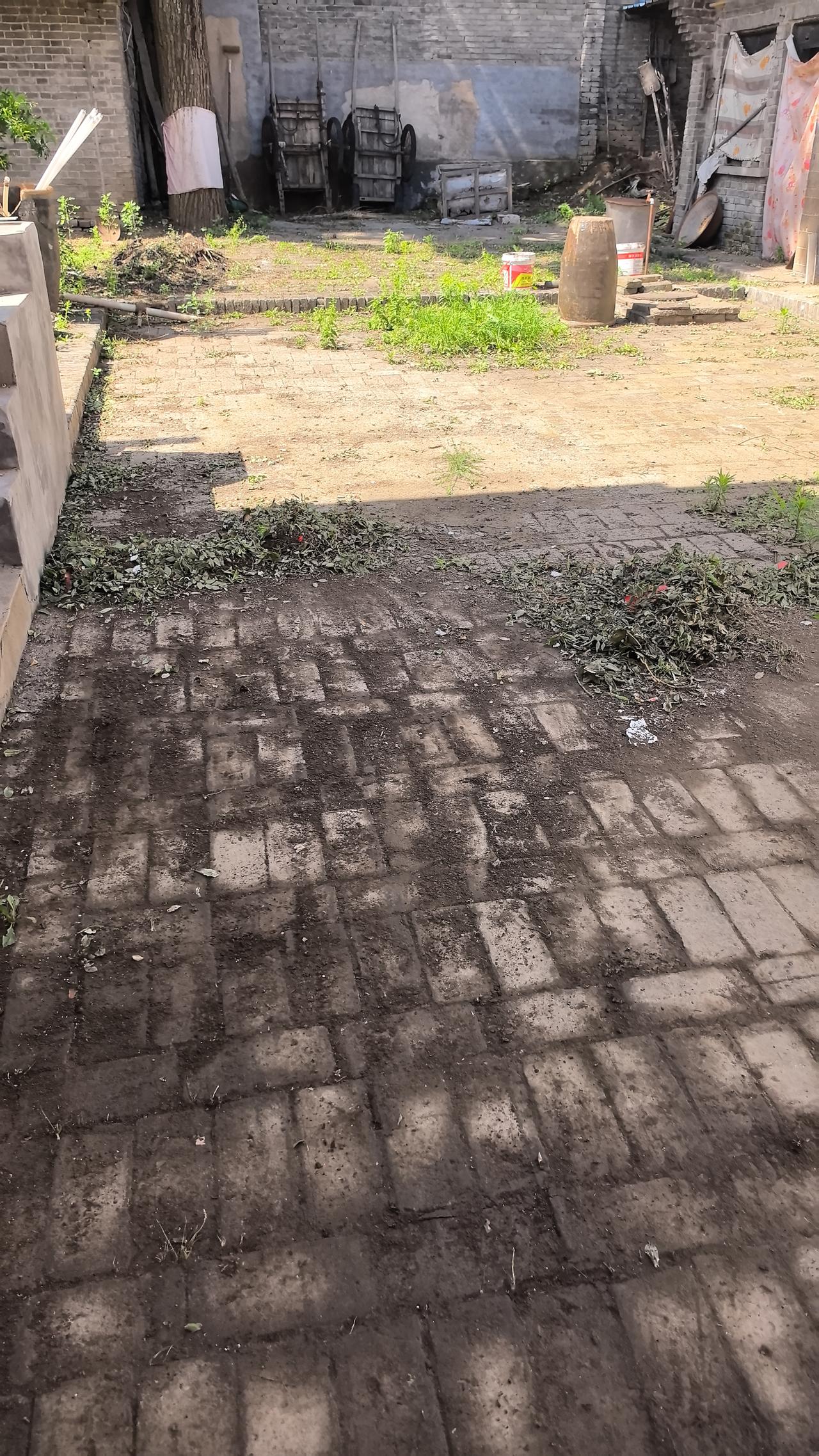 上午参加完同学的追悼会，鬼差神使般又回到乡下小院，前天一场狂风暴雨，淤泥又堆了不