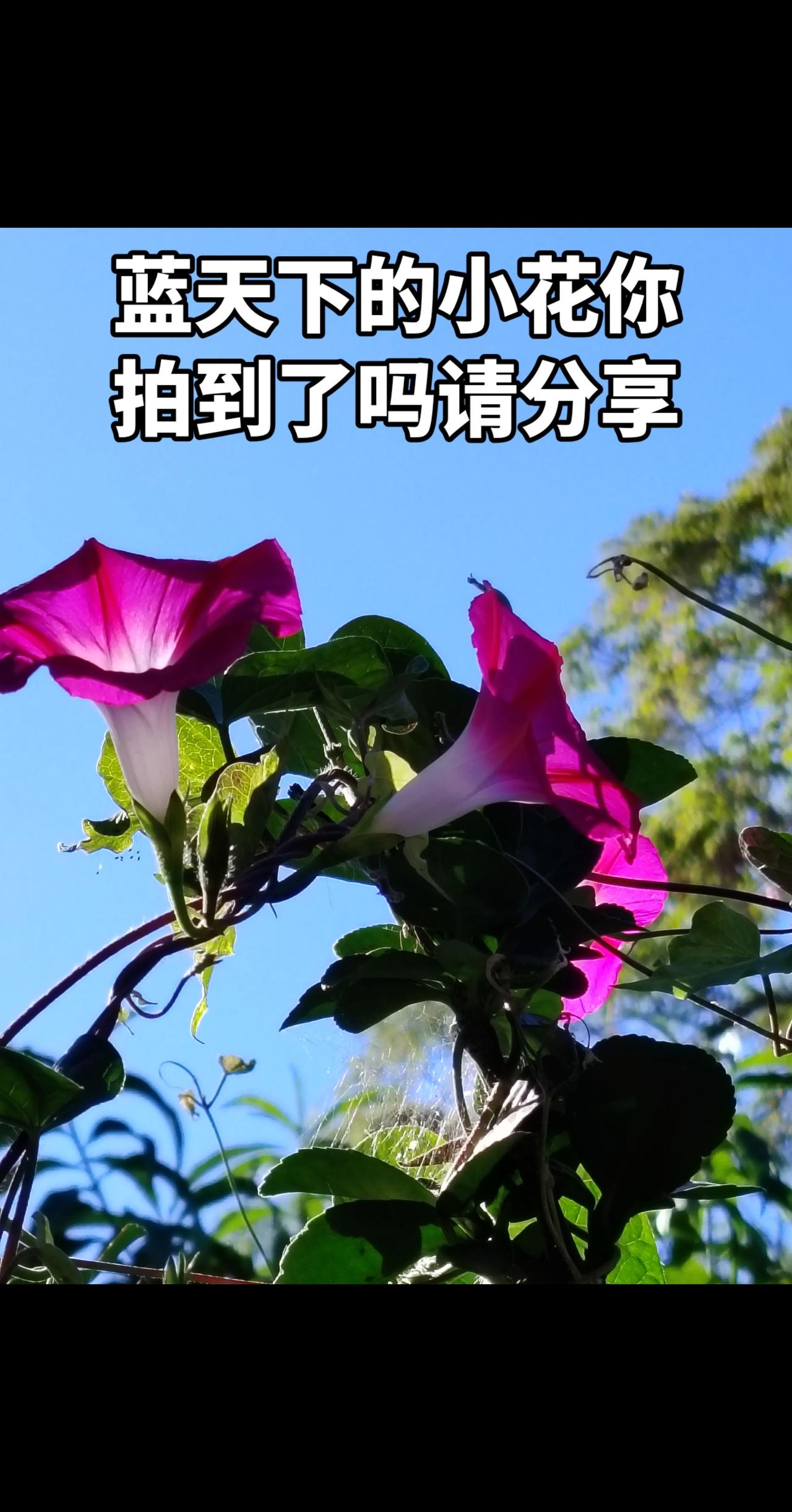 抖音热曲推荐 创作者中心 创作灵感 上热搜 手机拍花分享与你欣赏