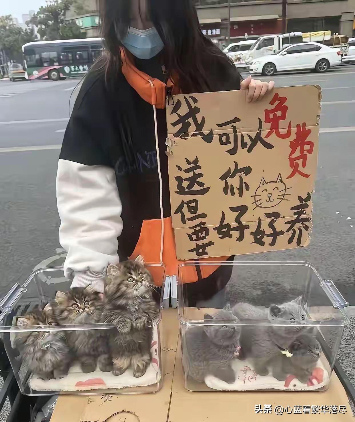 经常能在街上看到有些年轻女孩，在免费送小猫或小狗，而且看她们免费送的小猫或小狗品