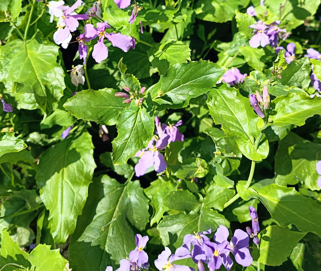 春暖花开的日子，百花竞相开放。路边的小花，也是让我移不开眼。
珍惜时光，感恩生命