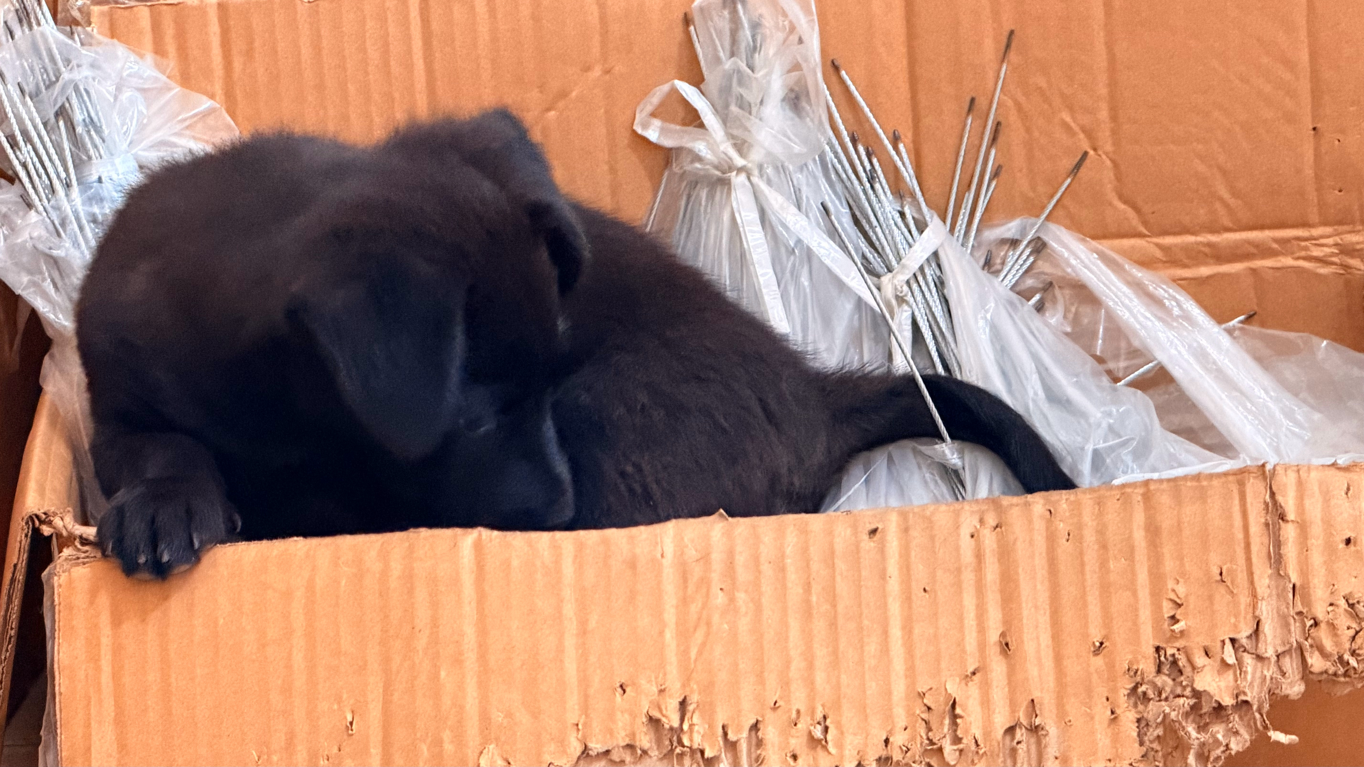好黑的小🐶嘻嘻 ​​​