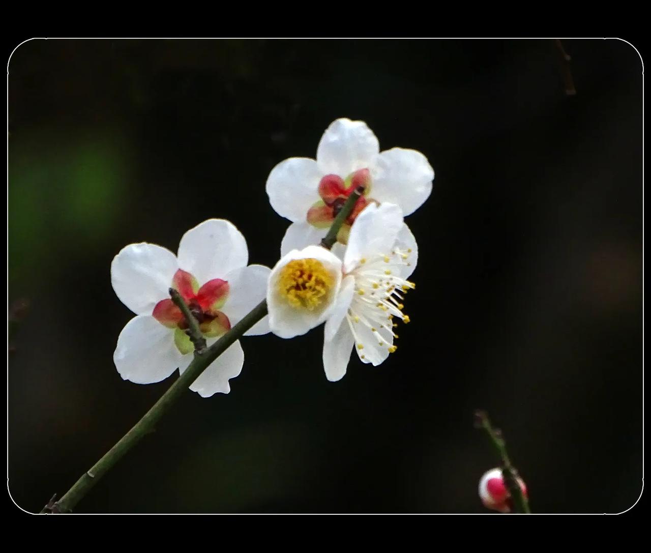 《白梅花》
这种梅花像杏花，但不是杏花。杏花的新枝不是绿的，花萼会反折。在成都的