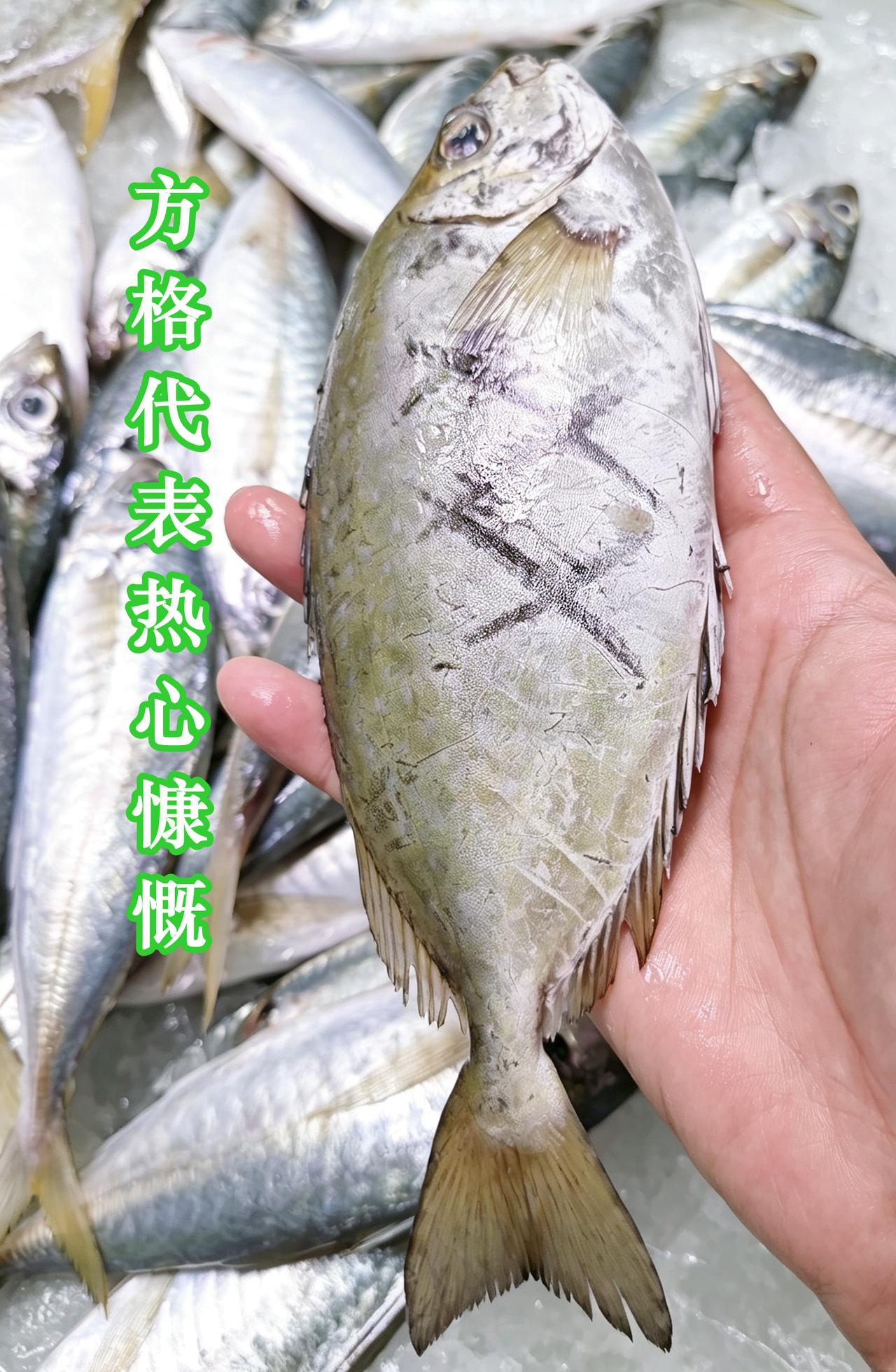 方格代表热心慷慨‌，圆点代表爱慕关怀，金利来领‌呔‌，男人的嘅世界。‌‌