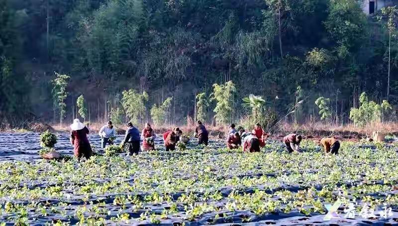 叙永：淫羊藿“扎营”，专家护航助力中医药产业发展

在这个充满变革与机遇的时代，