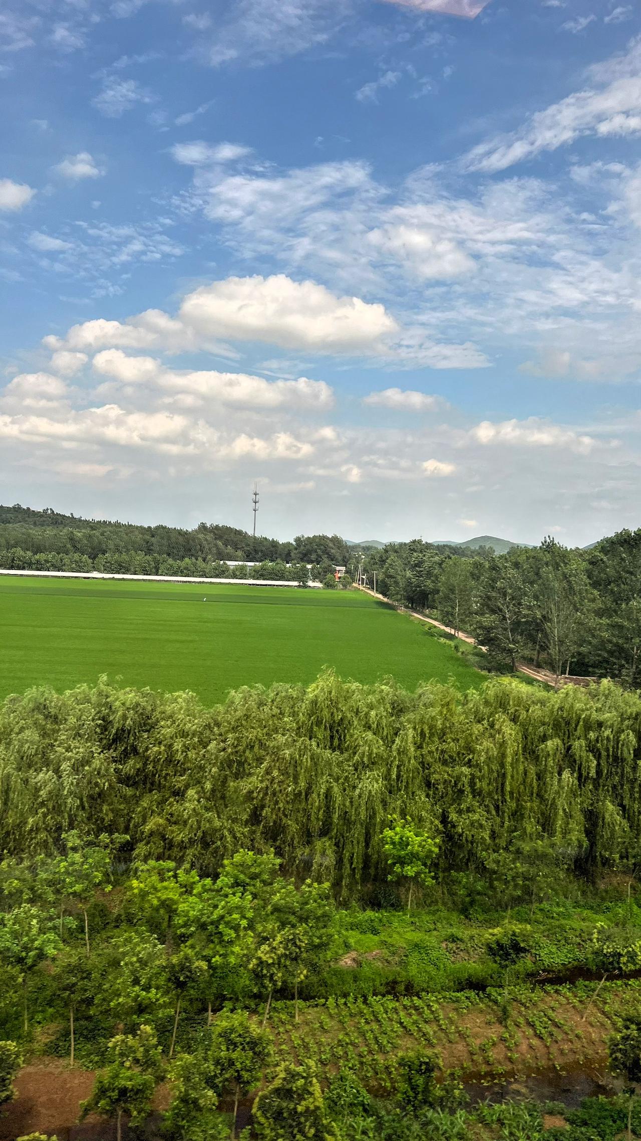 初夏走进田间地头，那风景真如天然画卷。北方田野里，初苗正茁壮成长，放眼望去，一片