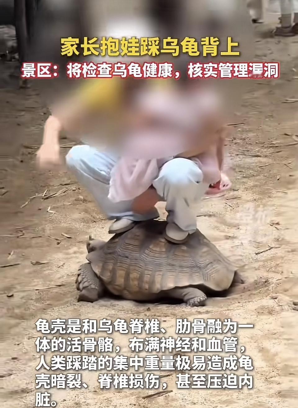 多大的人了，怎么还跟小孩子一样不懂事呢，站在乌龟壳上，这样的重量，让乌龟怎么承受