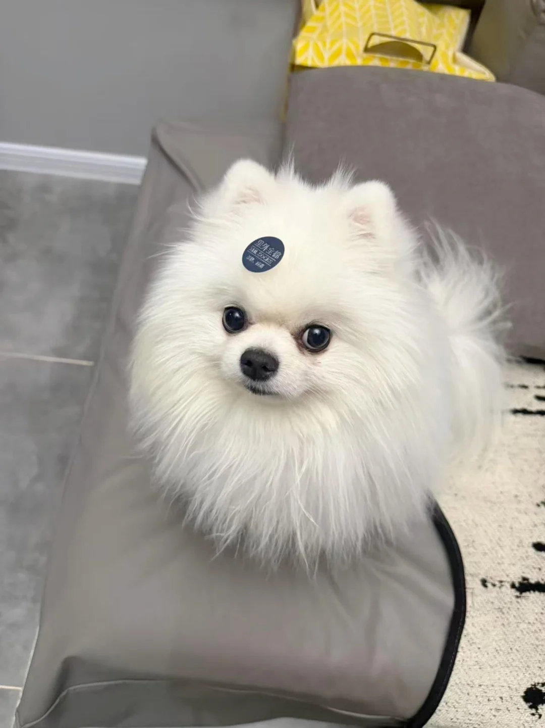 小白狗反馈！蓝氏烘焙狗粮吃30天了