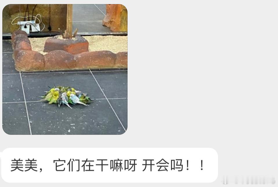 抱团取暖的虎皮鹦鹉🦜 ​​​