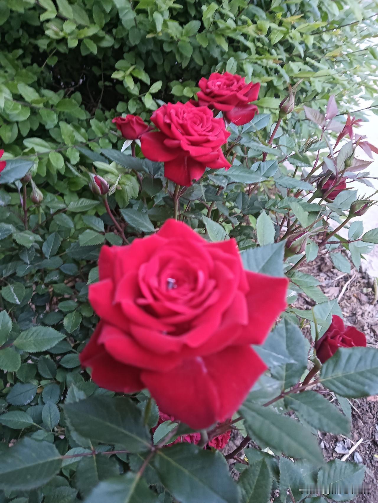 惊艳的红色玫瑰，绽放在绿叶丛中，美不胜收！🌹💐🌺