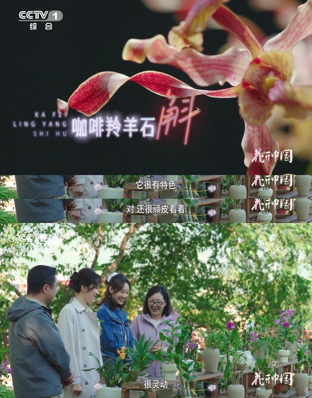 这种花的名字又好喝又可爱会扭腰的花太俏皮了 花架上的咖啡羚羊石斛，花瓣扭腰灵动俏