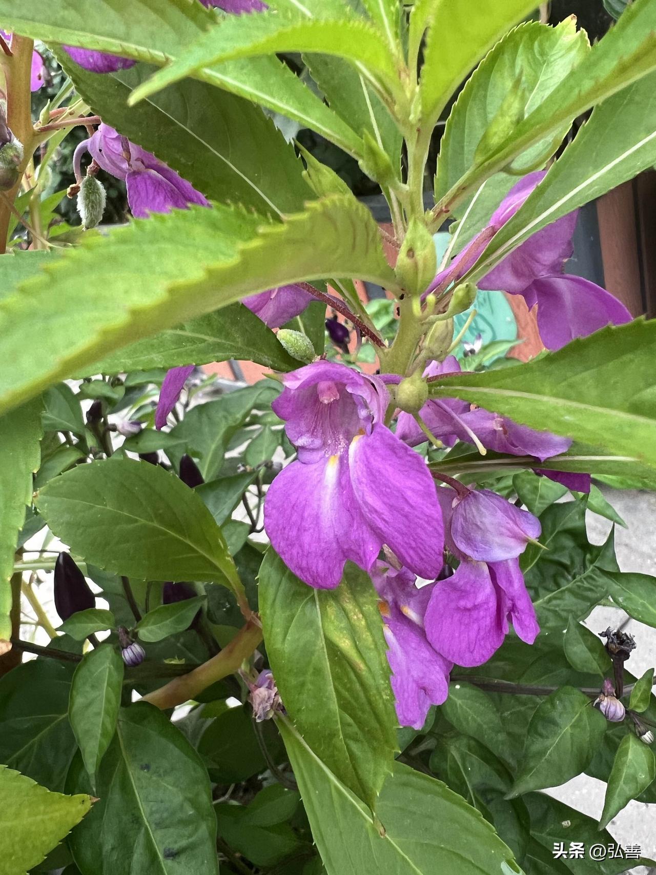 真心话茶局拍下了凤仙花(又名指甲花)。她平凡但又抗暑热，是个顽强的小硬汉，既美又