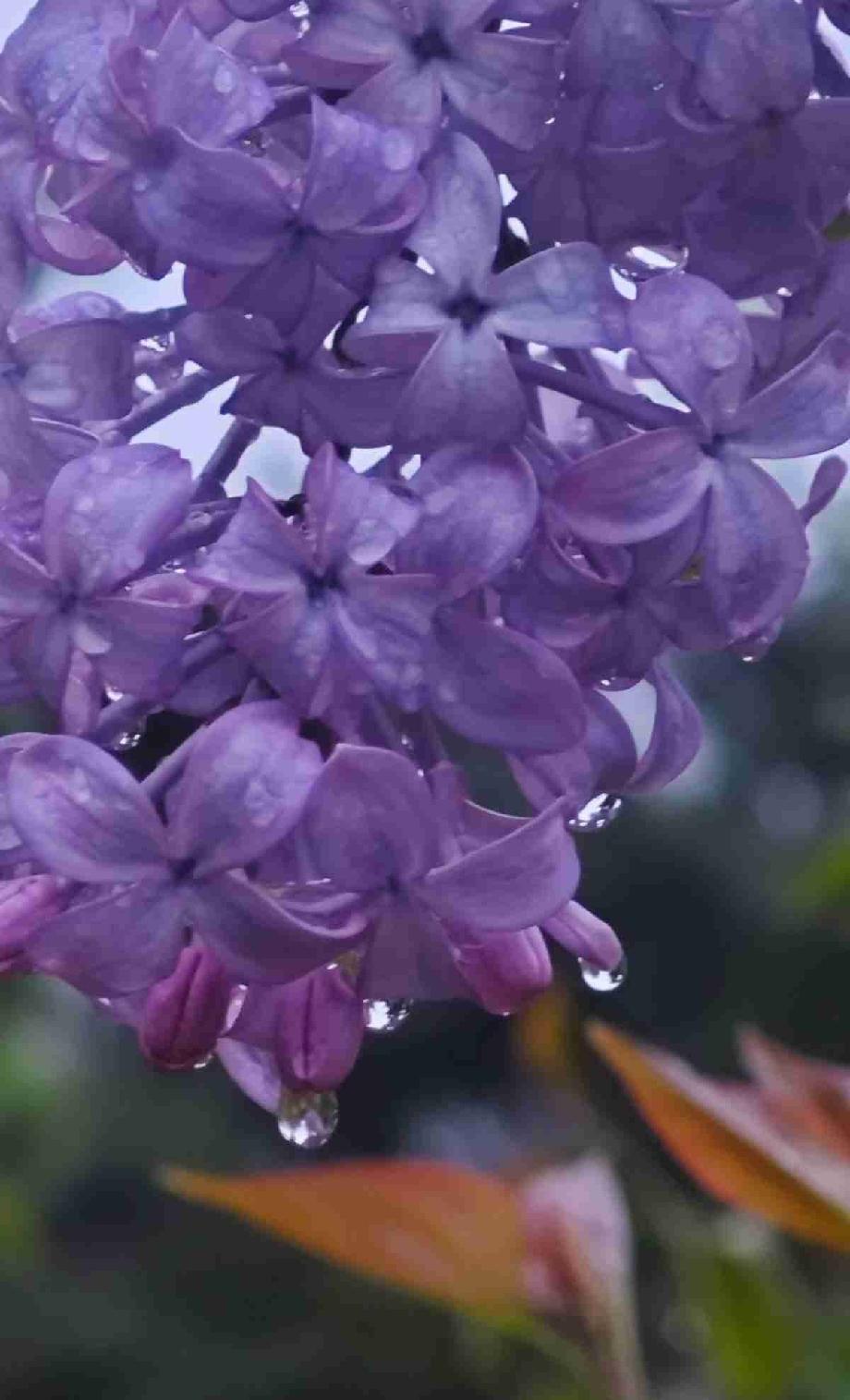 我的今日状态：😁轻松愉快
我这里的天气：🌧下雨
上联：清风不问人间事，邀你对