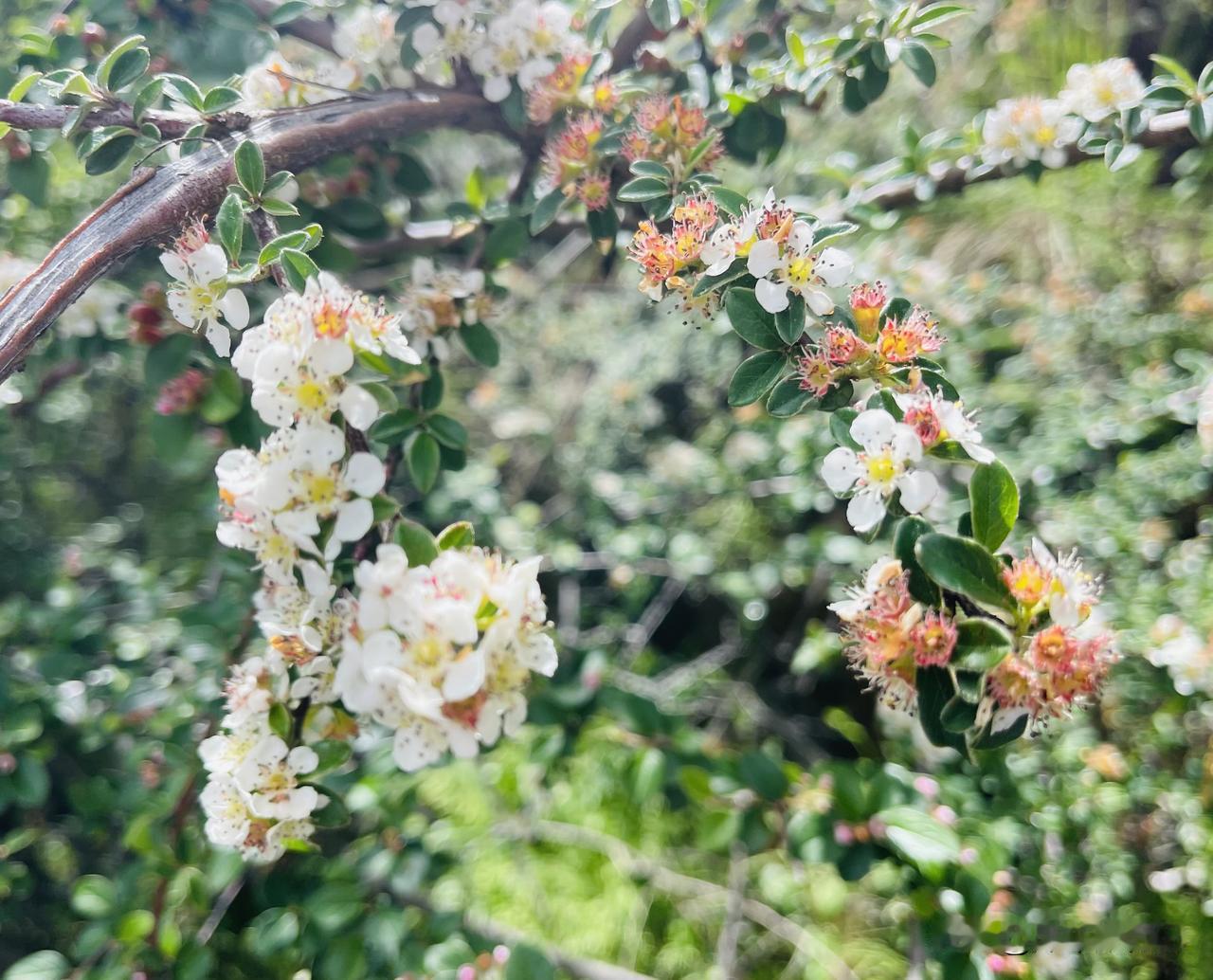 西藏林芝巴松错景区里的山花，没见过，大家说说它们叫什么花。