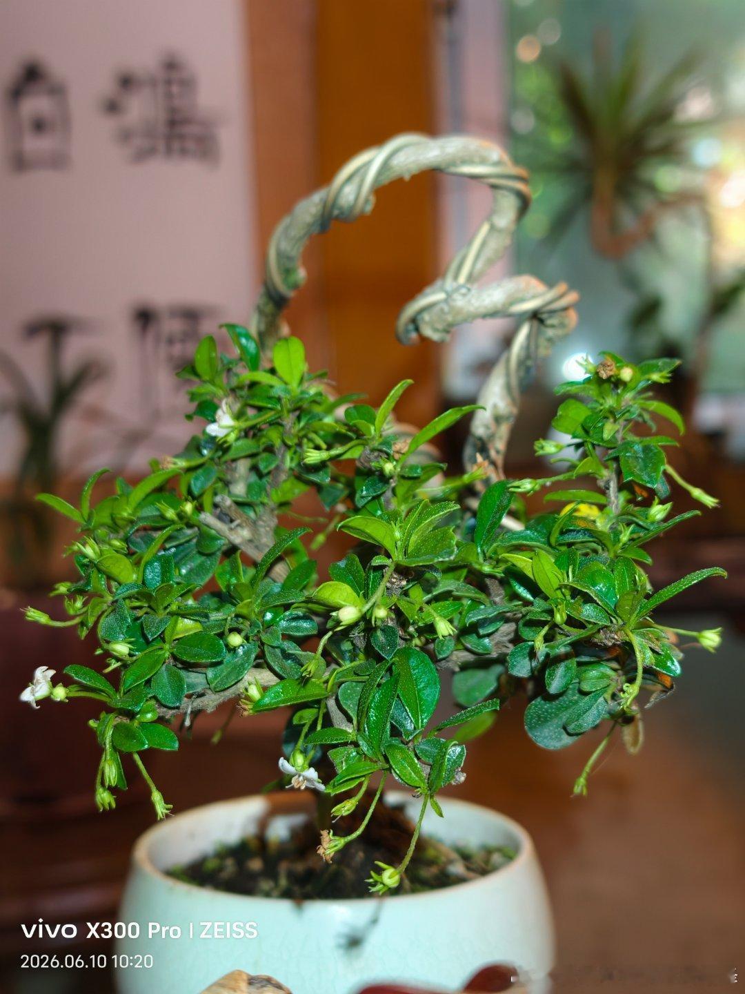生活如茶，闻其香，也要品其苦； 岁月美好，享其福，也要担其责… 