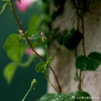 花草树木都在春天的浪漫中展现 最美的时候。阳光信用 每日一善