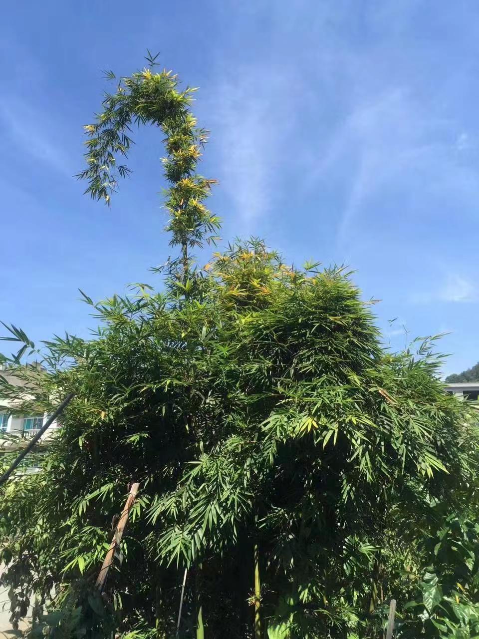 多么帅气的一个回头一个招手一个微笑🐥🐥🐥