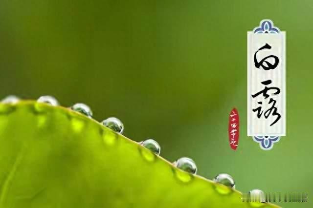“旱不旱，就看白露”，今日白露，今年有大旱吗？