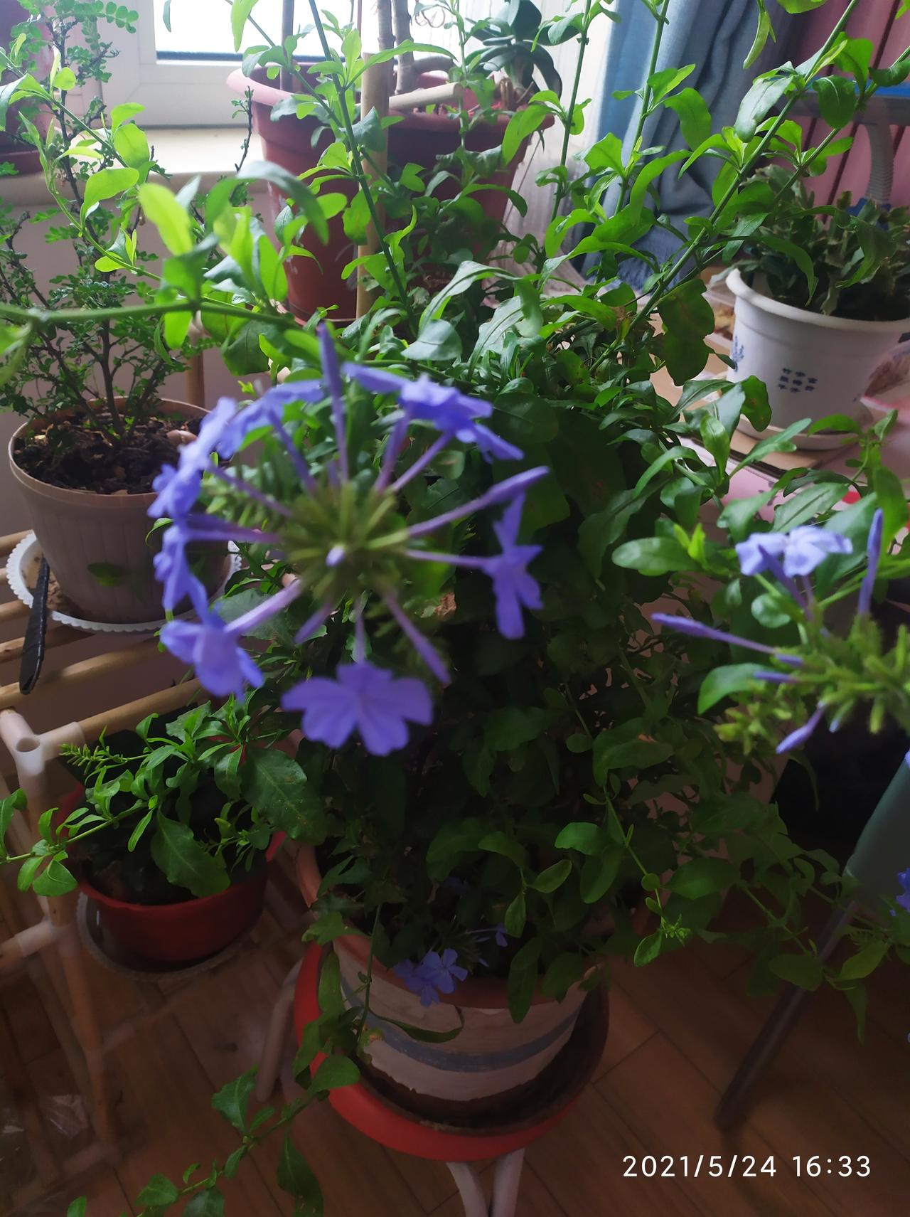 对联飞花令 蓝雪花
出句:盘扣蓝衫穿解暑