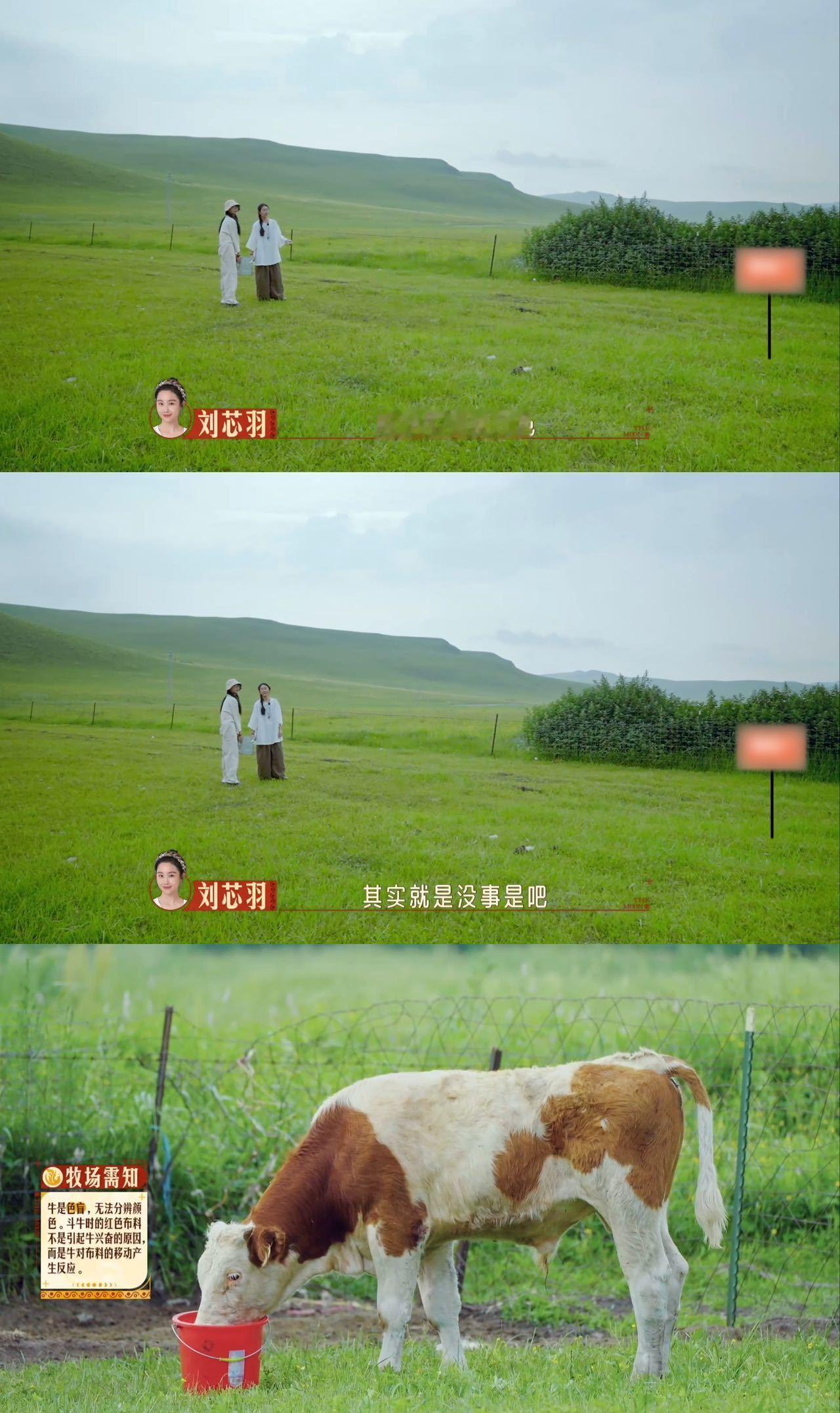 #原来牛是色盲# 燃烧的月亮喂牛这一幕居然让我们知道了牛是色盲的真相，原来牛一直