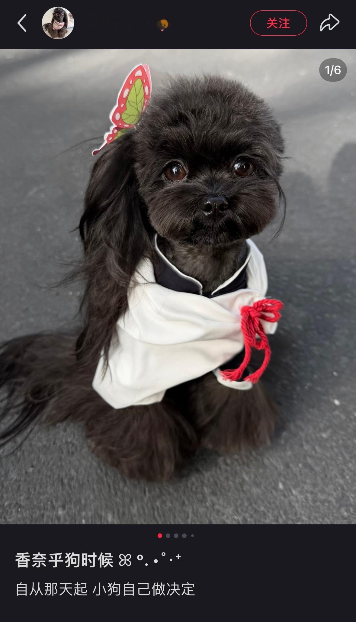 香奈乎狗时候 ꕤ °．•˚‧⁺ 