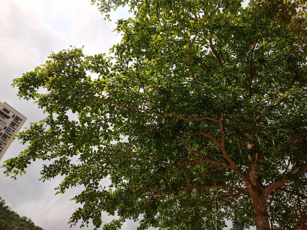 春意盎然
花红树绿
风景优美
散散步！
大自然真美
[点亮平安灯][点亮平安灯]