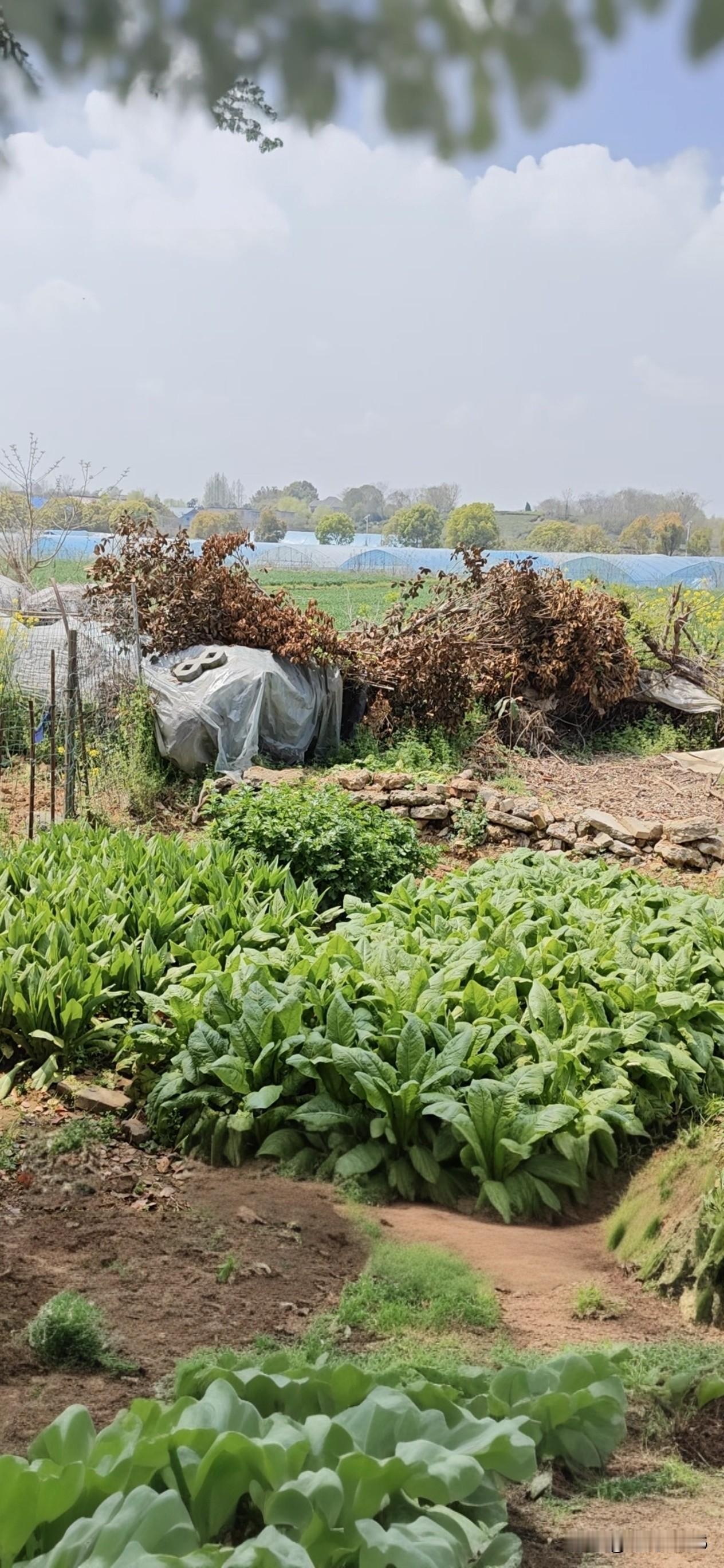 现在的乡下人，看到城里人下乡可害怕了，看到什么都想要，从田里的蔬菜，到鸡圈里的鸡