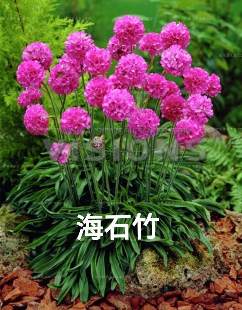 现在的“小天鹅”的做法似乎跟某位网红非常的同出一撤，从她开始的重新设立人设开始再