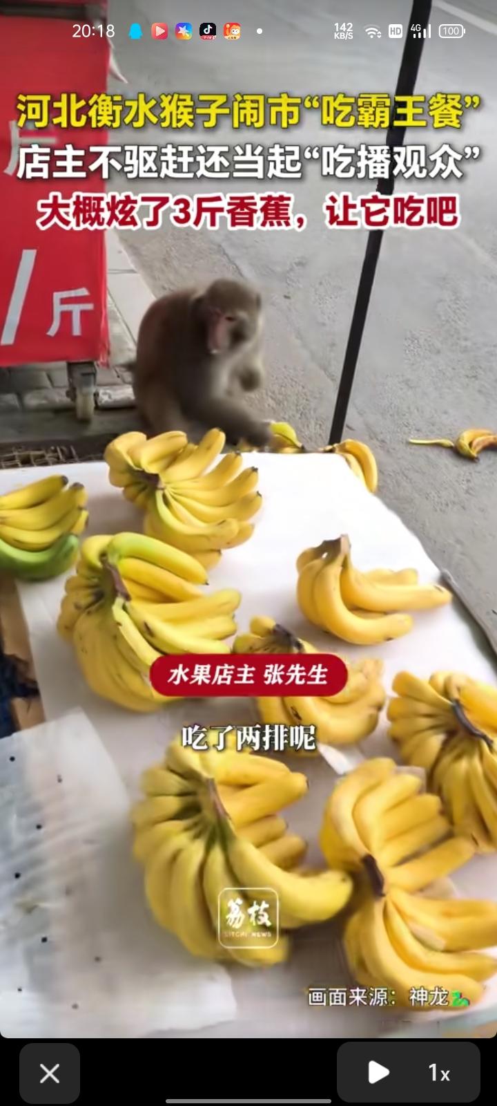 6月13日，河北衡水。网友发视频称，一只猴子跑到摊位上炫香蕉，不驱赶它还当起“吃