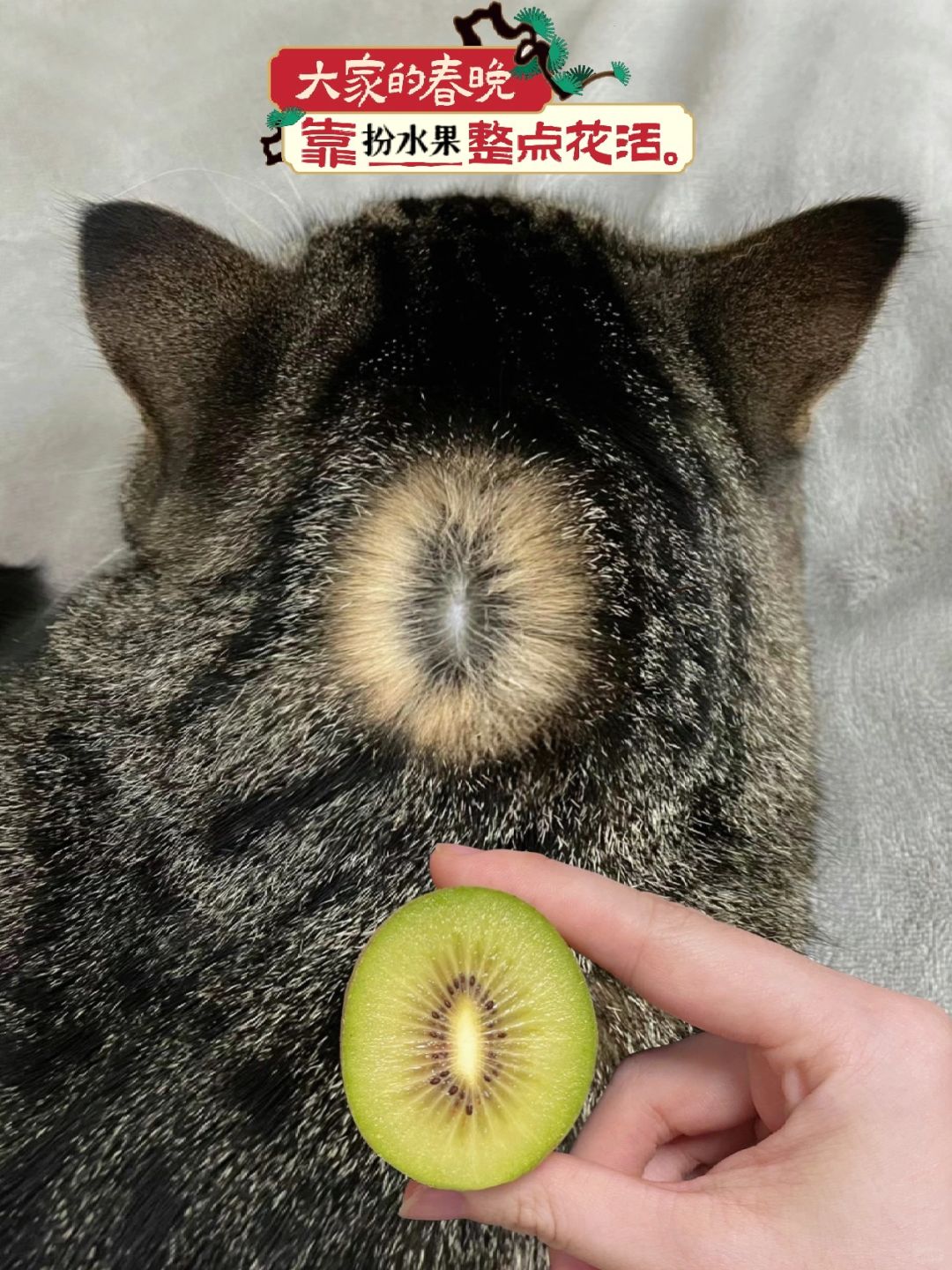 说真的，狸花猫一身都是宝！