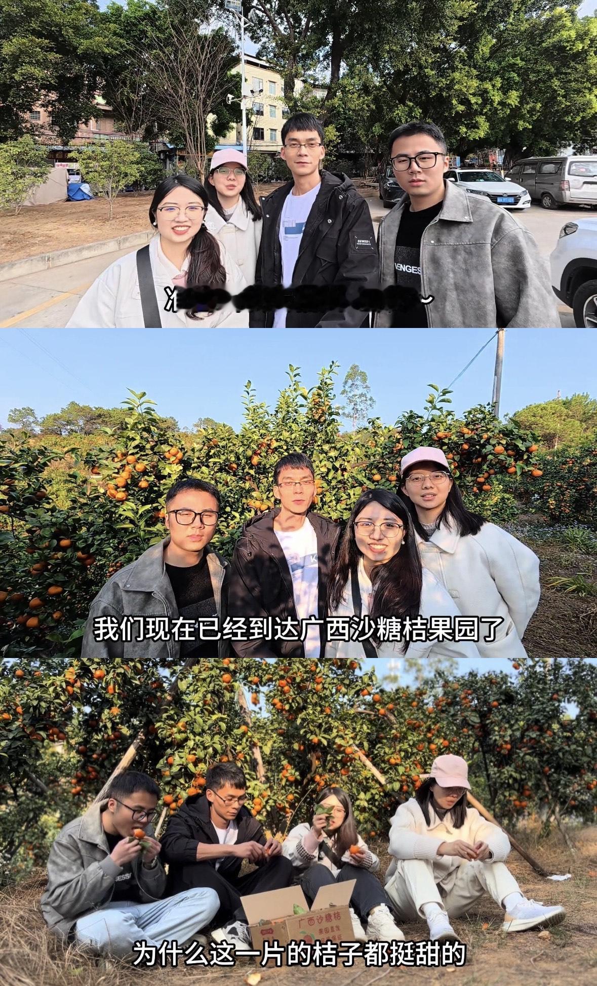 唐尚珺梧州砂糖橘带货，唐尚珺放假没有回家和小伙伴一起去广西梧州砂糖橘种植地直播带