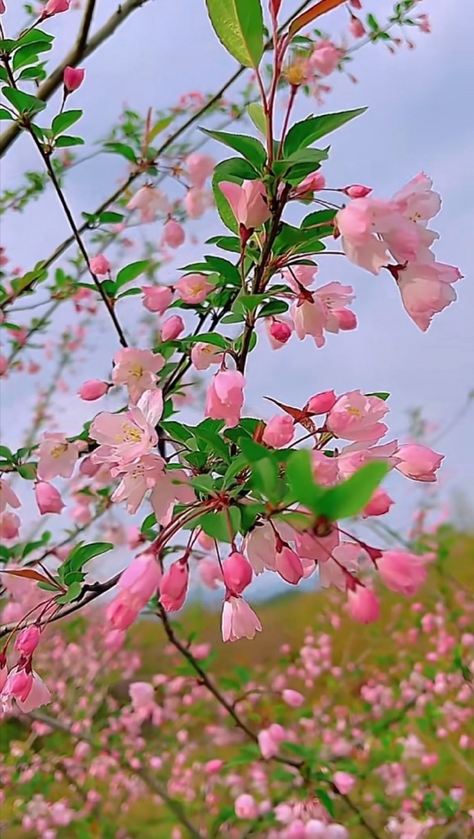 “ 风有约，花不误，年年岁岁不相负 ... ” 