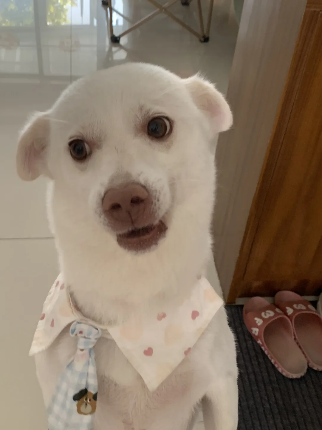 你到底给不给我吃😤