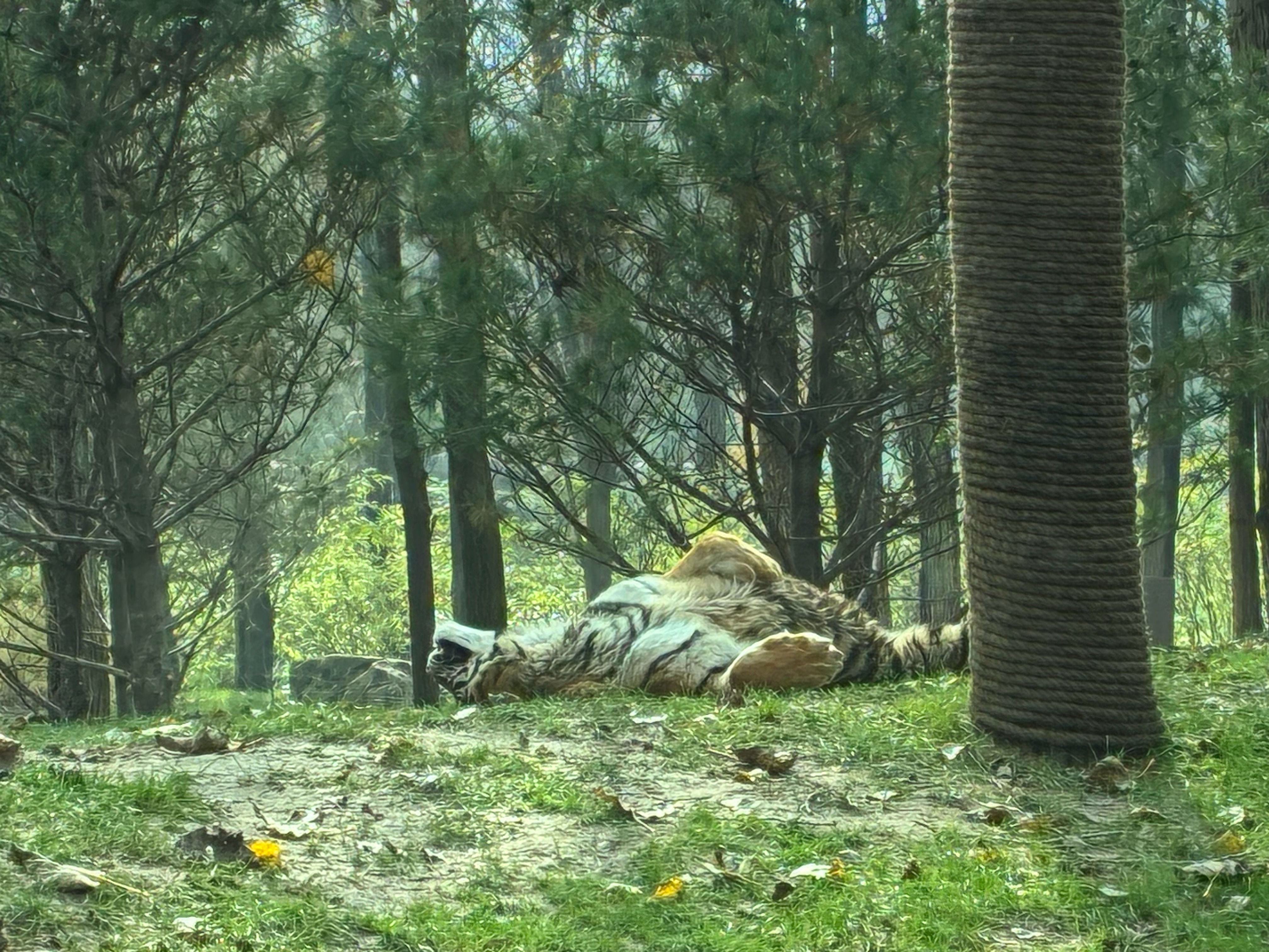 俺打的，三拳就把它打倒了。  ​​​