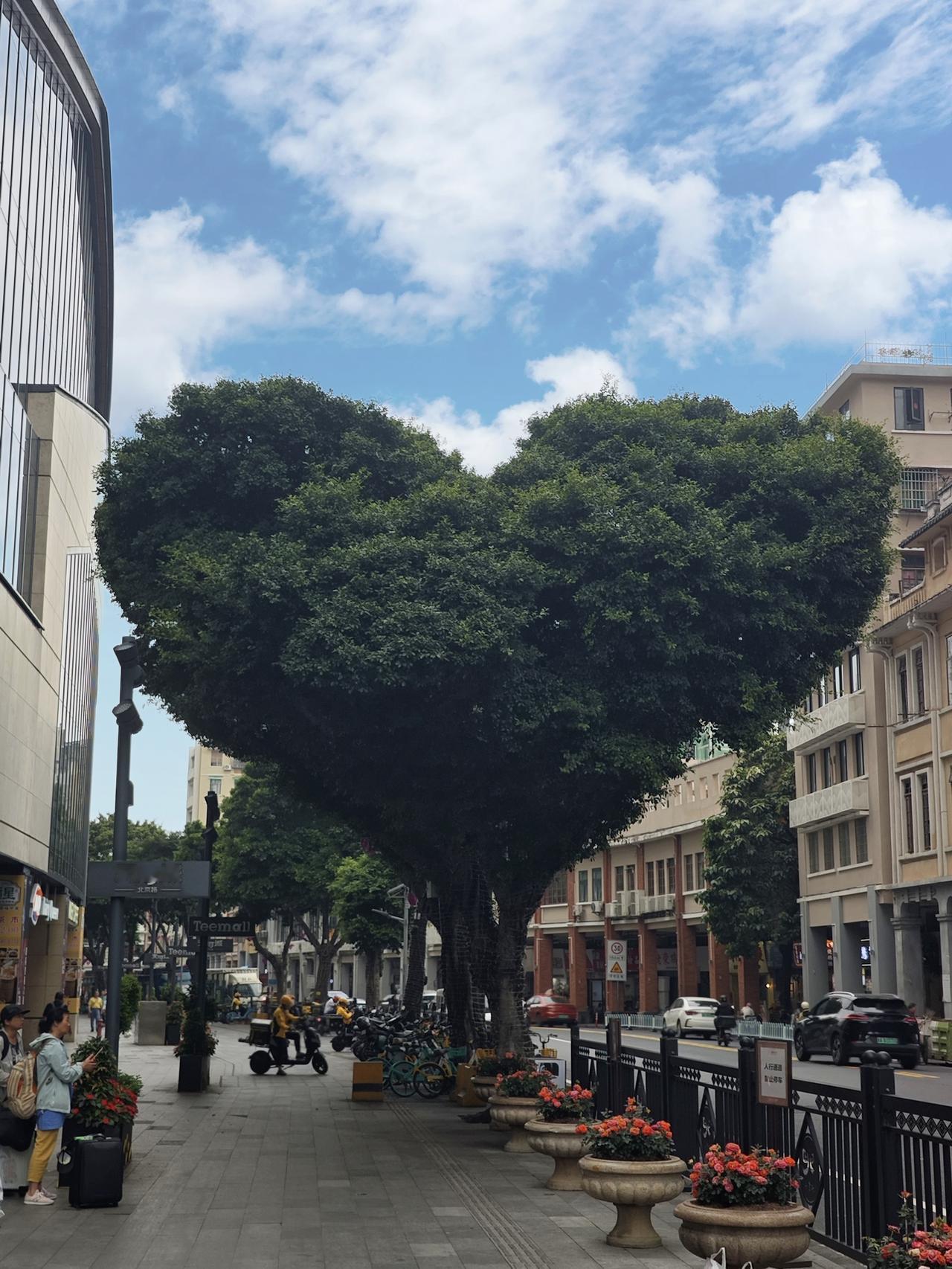 广州两个地方有爱心树。一个地处北京路，两棵爆红的爱心树，树高约8米。两棵树相邻，