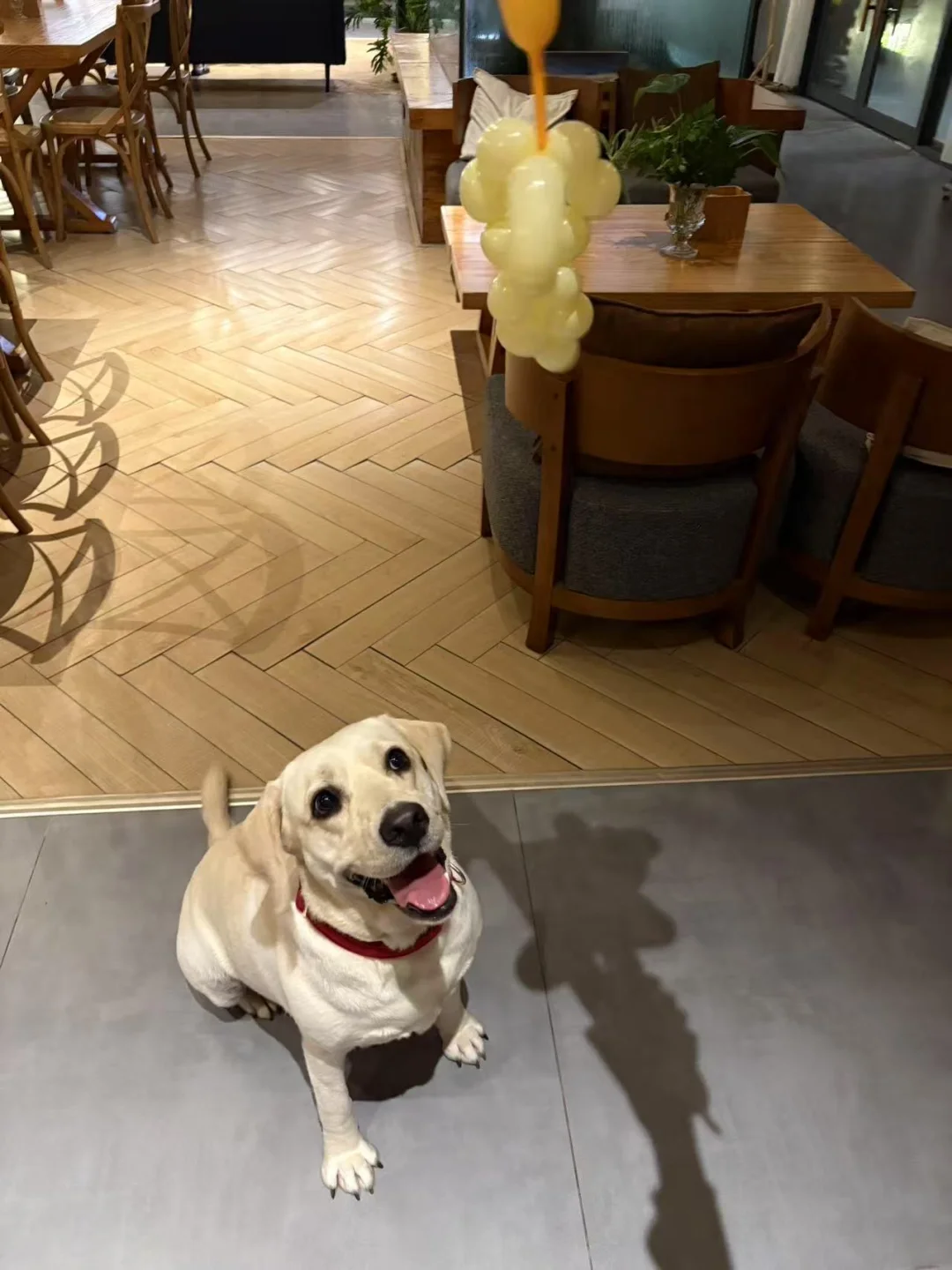 野渡谷｜快来跟小野一起玩气球呀🎈