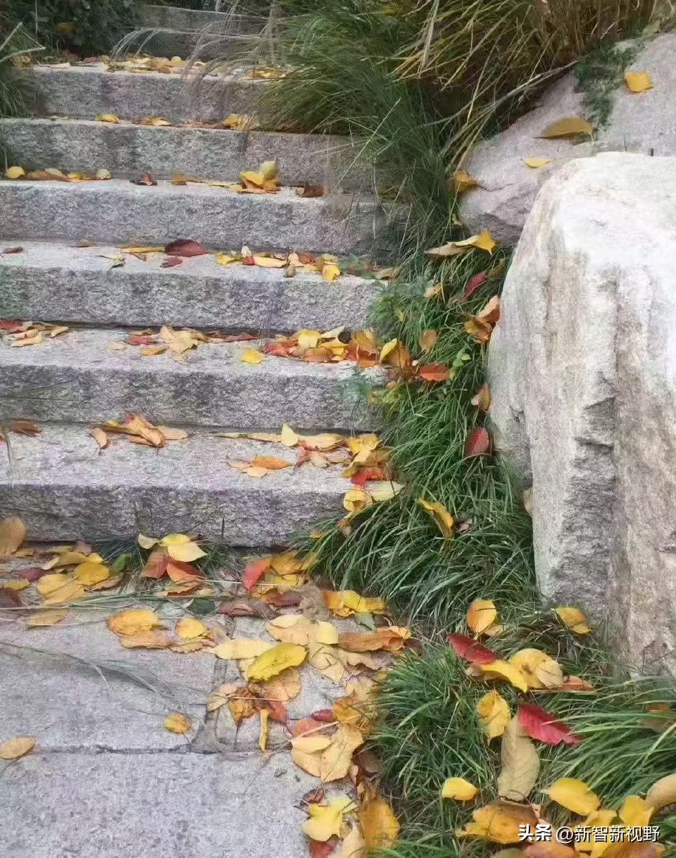 家乡小路，满地落叶，好美啊！深秋落叶景 落叶景 深秋彩色小径 路上的树叶 秋日治