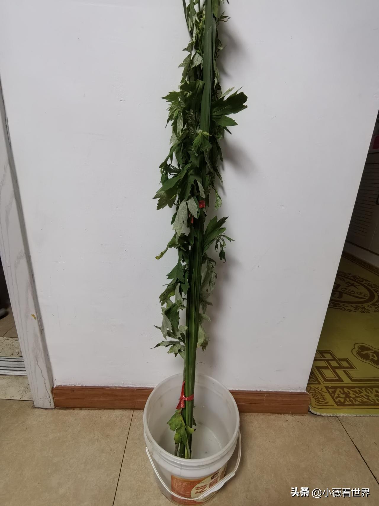 端午节还没到，我家某人的仪式感倒提前准备上了。

这不，艾草都买回来插上门头啦！