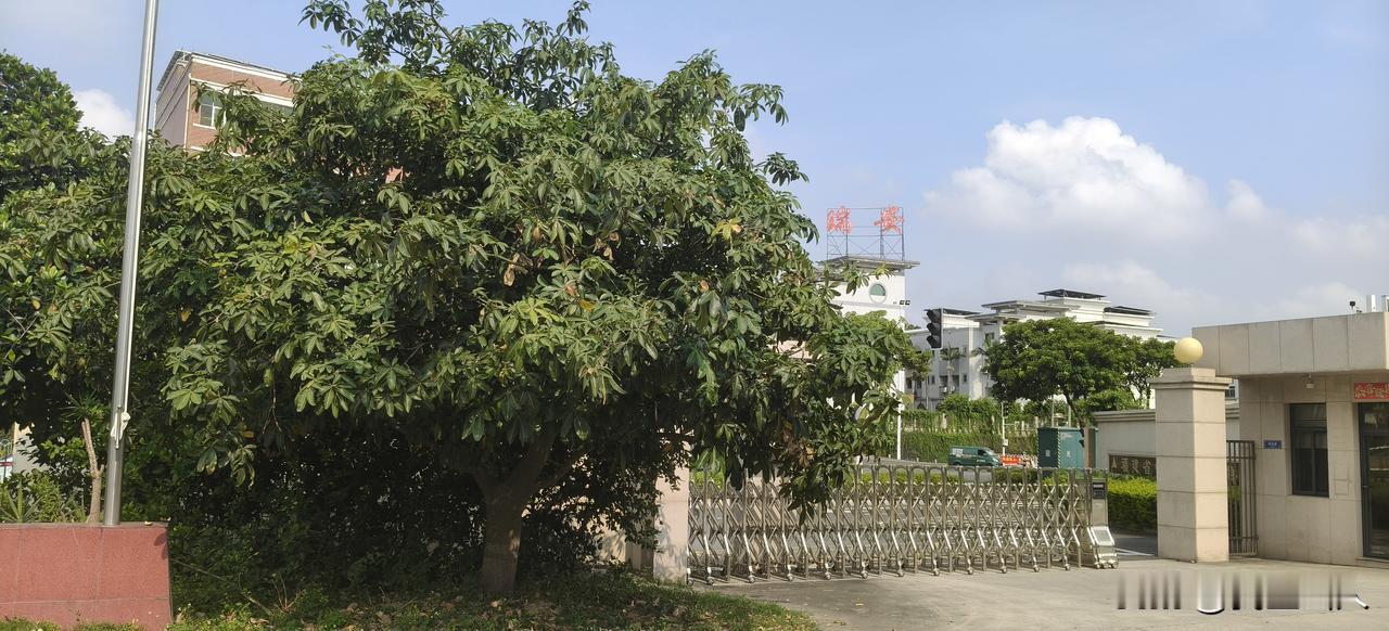 根深叶茂，硕果盈枝。您见过这样的发财树吗？

印象里办公室盆栽发财树顶多一两米高