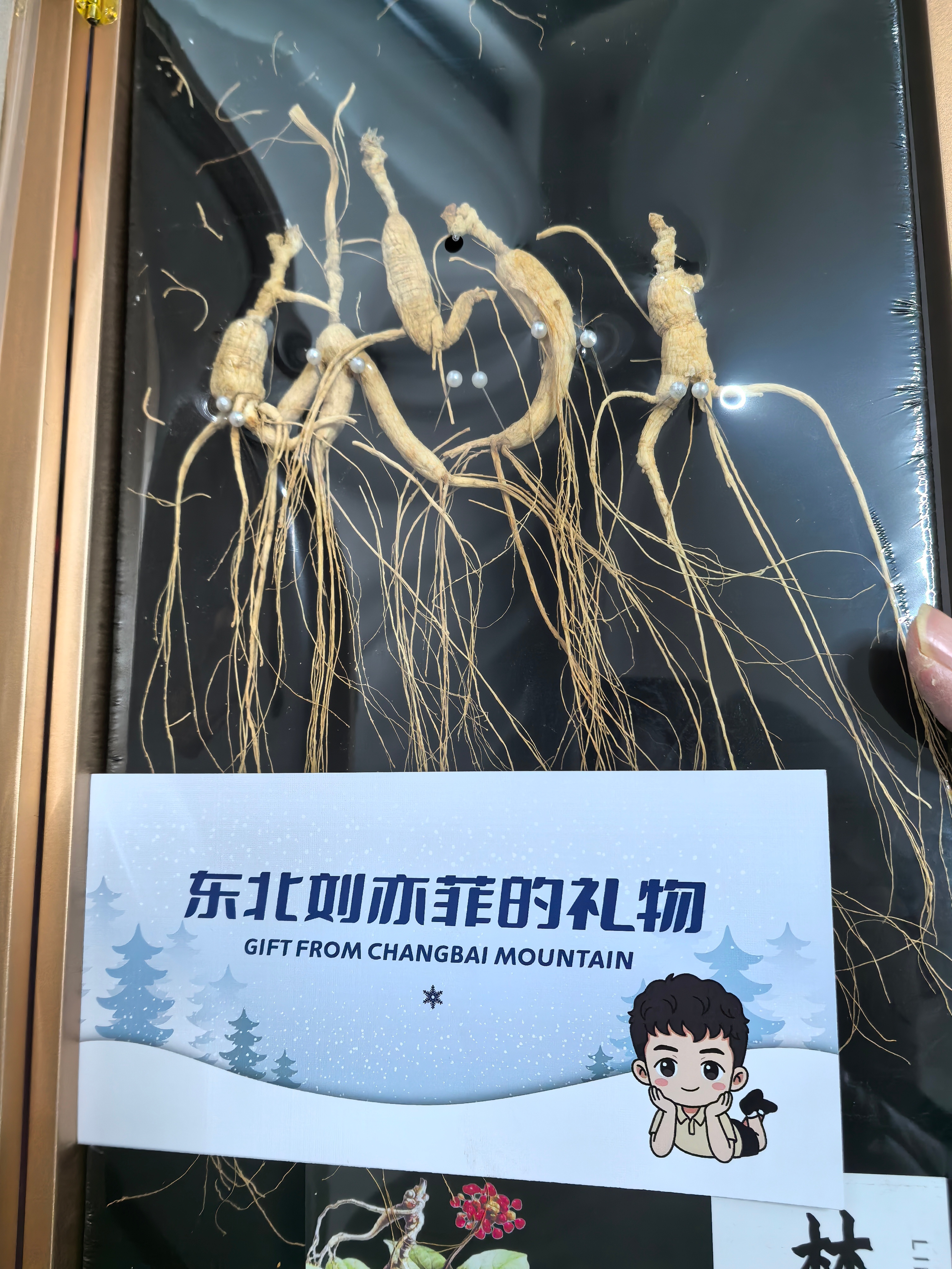 提醒我到了该补身子的年纪了，感谢老套的长白山人参，想找图2的原图半天没翻到 可爱