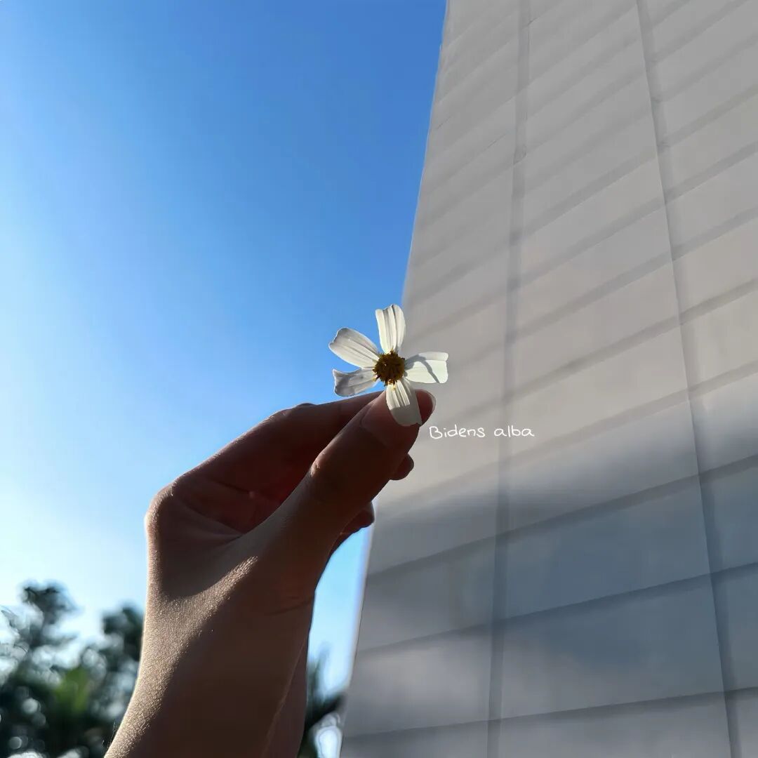  阳光很好，适合发呆。 